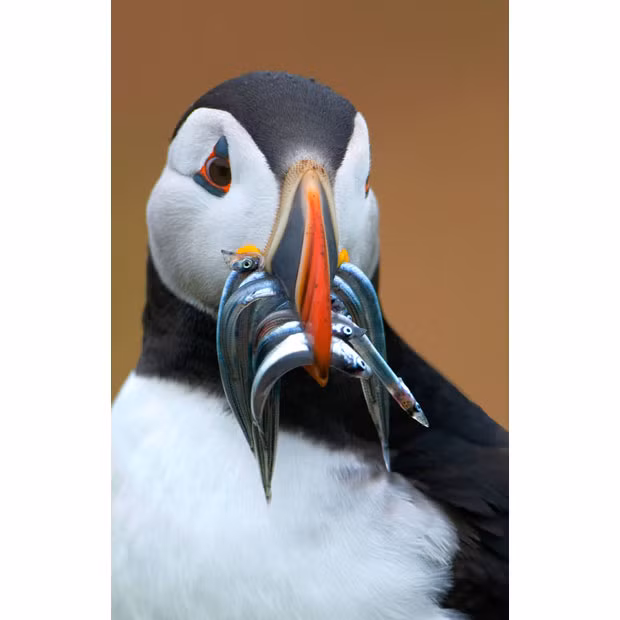 Ảnh đẹp động vật trong tuần ảnh 8 A puffin with a mouth full of fish prepares to feed its chicks on Skomer Island, off the coast of Pembrokeshire in west Wales