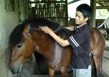 Anh Vàng Văn Huỳnh đang chăm sóc chú ngựa của mình Anh Vàng Văn Huỳnh đang chăm sóc chú ngựa