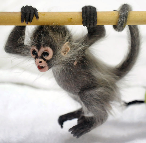 Ảnh động vật đẹp trong tuần ảnh 3 A baby spider monkey named Estela plays at Melbourne Zoo