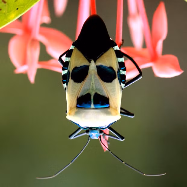 Amateur photographer Balakrishnan Valappil captured this picture of a stink bug in his back garden in Kerala, India. Some say it looks like Colonel Muammar Gaddafi, but we think it looks more like Groucho Marx (and we can