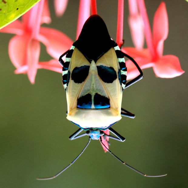 Ảnh đẹp động vật trong tuần ảnh 8 Amateur photographer Balakrishnan Valappil captured this picture of a stink bug in his back garden in Kerala, India. Some say it looks like Colonel Muammar Gaddafi, but we think it looks more like Groucho Marx (and we can