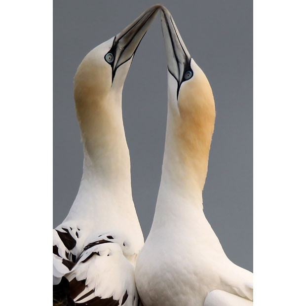 A pair of Northern Gannets perform a courtship display on the clifftop at the RSPB’s Bempton Cliffs on the East Yorkshire coast