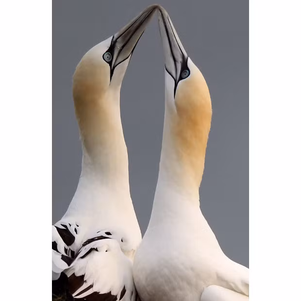 A pair of Northern Gannets perform a courtship display on the clifftop at the RSPB’s Bempton Cliffs on the East Yorkshire coast