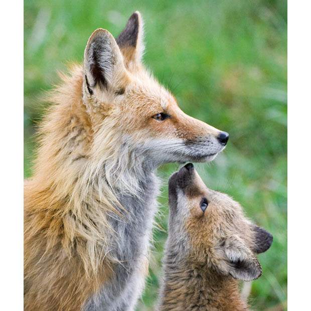 Ảnh đẹp động vật trong tuần ảnh 4 A young fox cub gazes up at her mother after she