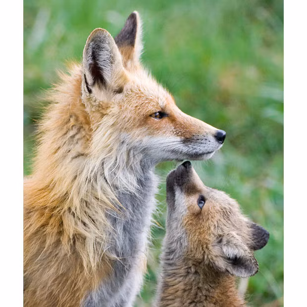 Ảnh đẹp động vật trong tuần ảnh 4 A young fox cub gazes up at her mother after she