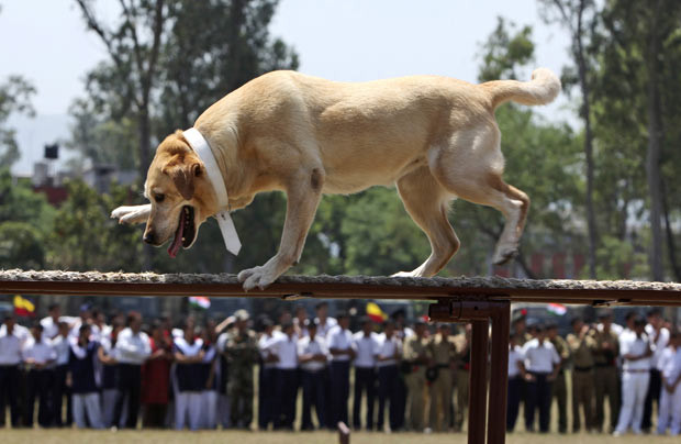 Ảnh đẹp động vật trong tuần ảnh 3 An Indian army dog walks a metal beam during an event at the Army School in Nagrota, about 17 kilometers from Jammu, India.