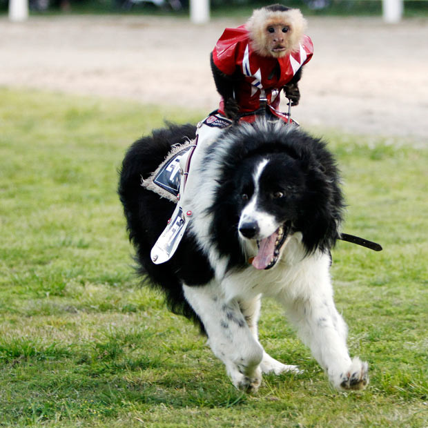 Ảnh động vật đẹp trong tuần ảnh 5 A Capuchin monkey rides a border collie at Tim
