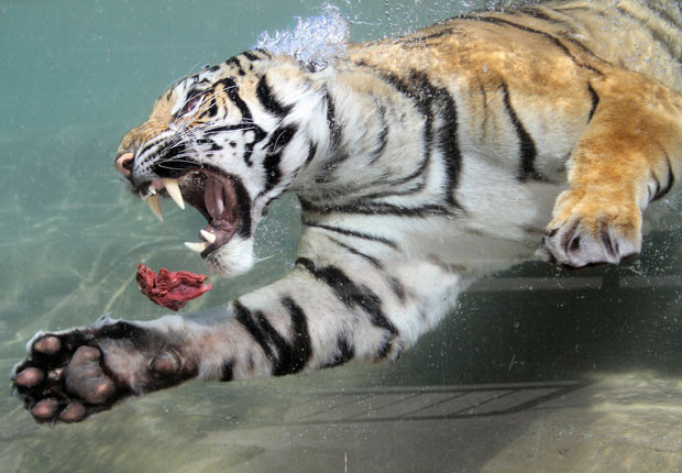 Ảnh động vật đẹp trong tuần ảnh 8 Akasha, a two-year-old female Bengal tiger, swims after a chunk of meat thrown into her pool at Six Flags Discovery Kingdom in Vallejo, California
