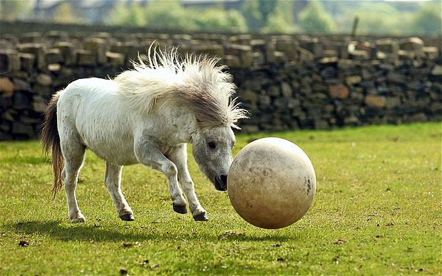 Ảnh động vật đẹp trong tuần ảnh 1 Jeffrey the horse practices his ball skills in his paddock at the Bleakholt Animal Sanctuary in Ramsbottom, Lancashire