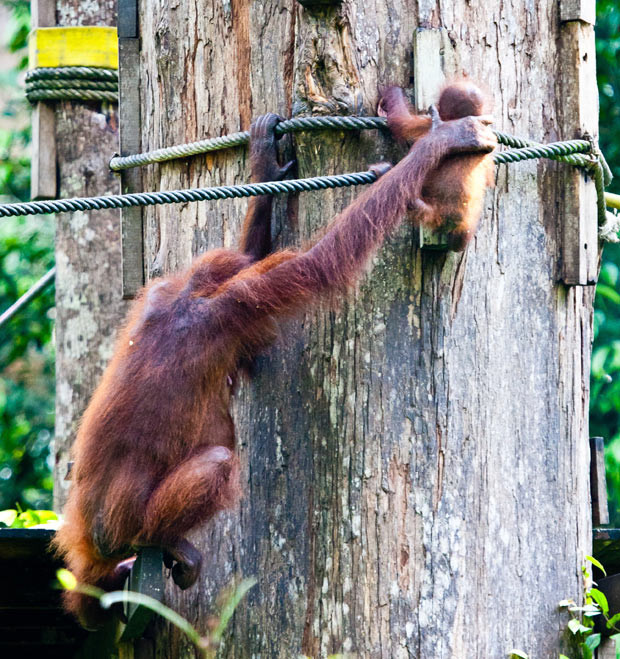 Ảnh đẹp động vật trong tuần ảnh 4 Mother orangutan Britt snatches back her ten-month-old baby Charlie on a feeding platform at the Orangutan Rehabilitation Centre in Sepilok in Borneo, Malaysia. Just like a curious toddler this young orangutan wandered too far from mum before she reeled him back in. Sepilok cares for around 100 orangutans in an unfenced jungle reserve. All have been rescued from loss of habitat or after becoming orphans though the logging and palm oil industries ravaging Borneo