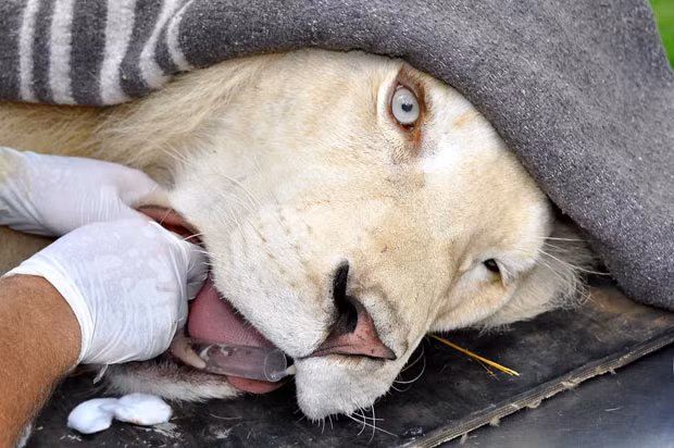 Veterinary dentists perform a 90-minute operation on Zuba, a two-year-old male white lion, at Mystic Monkeys and Feathers Wildlife Park, Pretoria, South Africa