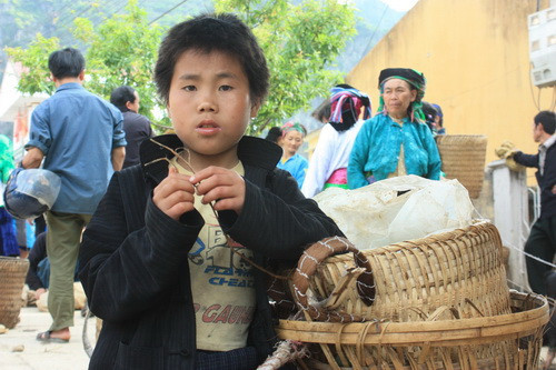 Em Cư Mì Pố HS lớp 3 trường TH Châu Phong (Đồng Văn, Hà Giang) vừa giúp mẹ gùi hàng xuống chợ Phiên Đồng Văn cho biết, em thường làm việc nhà giúp mẹ, cả việc nặng như thế này. Nhà cách chợ 2 giờ đi bộ, hôm nay mẹ em bán 4 con lợn, em gùi 1 con bằng chiếc gùi nhỏ. Ảnh, gdtd.vn