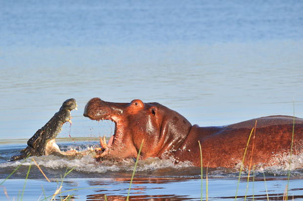 Ảnh động vật đẹp trong tuần ảnh 7 A massive crocodile and a protective mother hippopotamus lock jaws in a titanic battle in the Shire River, in the Liwonde National Park, Malawi. The reptile burst out of the shallows, jaws open, lunging towards a hippo and her calf. At first it looked like the reptile had the upper hand, but the hippo sent the scaly intruder packing bloodied and bruised...
