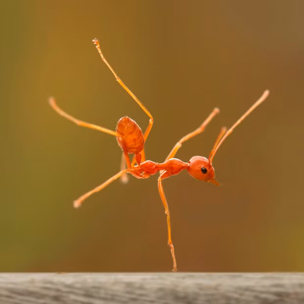 A fire ant appears to be pulling off a one-handed breakdance move on a log. The insect held the pose - known as a hand freeze in breakdancing circles - for 30 seconds. Robertus Agung Sudiatmokos photographed the unusual sight using a macro lens in the village of Cibinong, Indonesia.