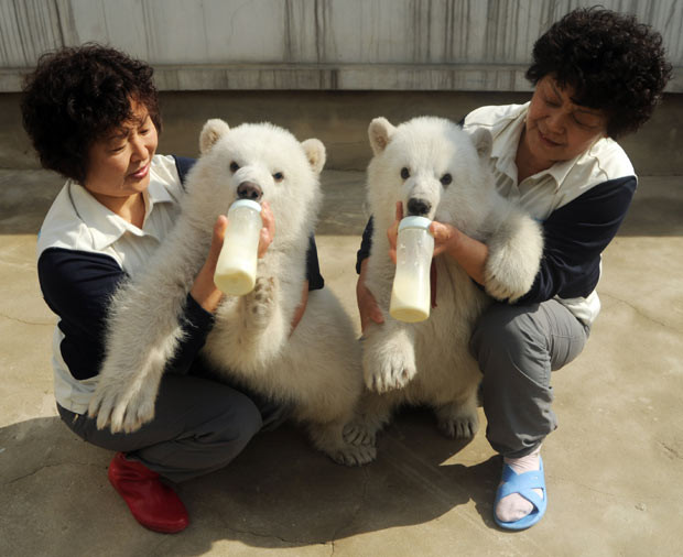 Ảnh đẹp động vật trong tuần ảnh 5 Twin polar bears - one male and one female - are bottle-fed by carers at Dalian Laohutan Ocean Park, Dalian, Liaoning Province, China...