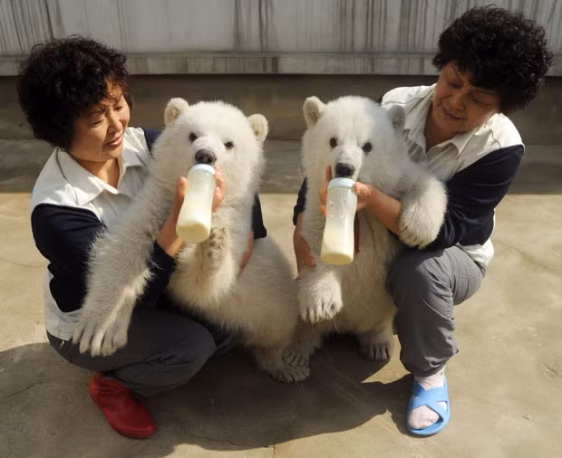 Ảnh đẹp động vật trong tuần ảnh 5 Twin polar bears - one male and one female - are bottle-fed by carers at Dalian Laohutan Ocean Park, Dalian, Liaoning Province, China...