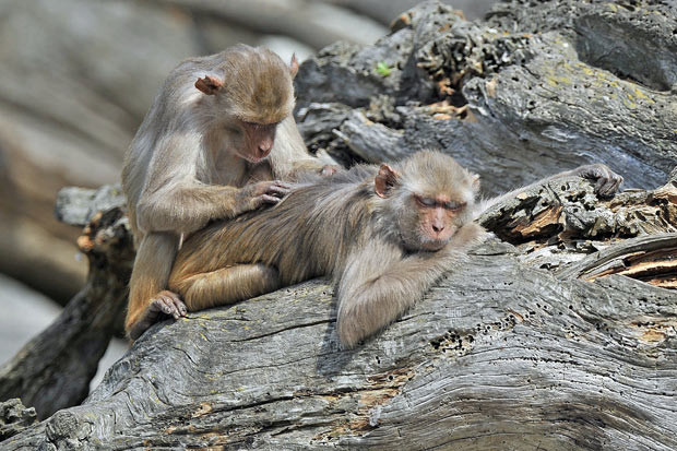 Ảnh đẹp động vật trong tuần ảnh 6 A rhesus monkey grooms another in the sun at the zoo in the southern German city of Heidelberg.