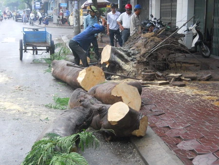 Cây xanh bật gốc gây ách tắc giao thông