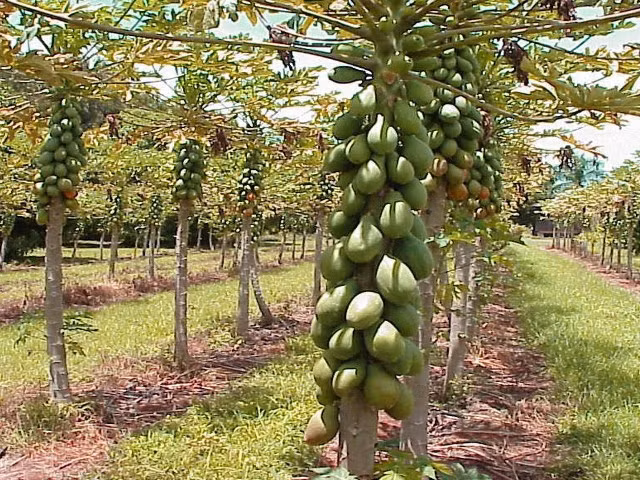 Bao giờ xuất khẩu đồ "nhà quê" đến thành thị