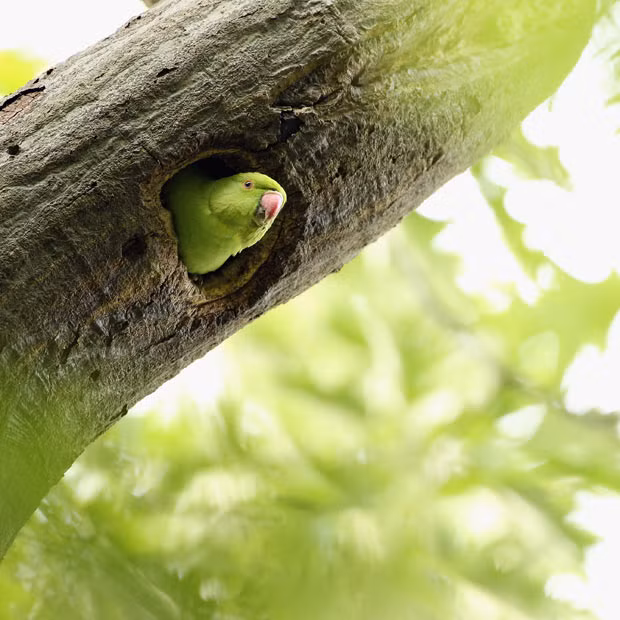 A rose ringed parakeet looks out of its nest in a tree in Hyde Park, London. Numbers of the non-native birds have grown to an estimated 32,000 in the South East of England alone. It is believed that the birds originally populated the area after being released as unwanted pets