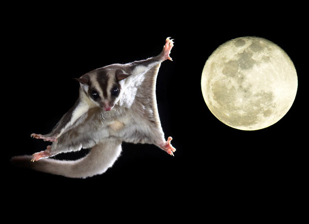 Ảnh đẹp động vật trong tuần ảnh 3 A sugar glider flings itself from a branch with the full moon behind it. Husband and wife duo Mary Ann and Joe McDonald from Pennsylvania in the US photographed the gliding marsupials - native to Australia - in their back garden. The couple erected a 15ft post and left a mixture of nuts at the bottom to coax the sugar gliders to leap down past the camera lens in order to capture them in flight.