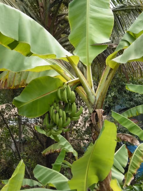 Thiếu sự đầu tư, các vùng cây trái thiếu cả chất lẫn lượng