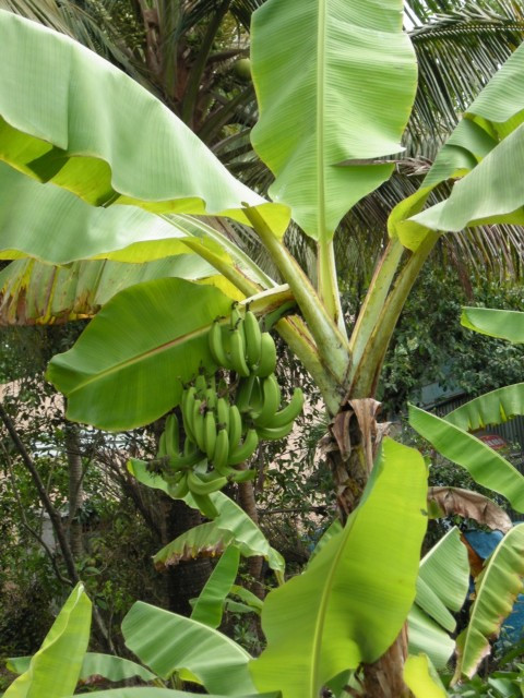 Bao giờ xuất khẩu đồ "nhà quê" đến thành thị ảnh 3 Thiếu sự đầu tư, các vùng cây trái thiếu cả chất lẫn lượng