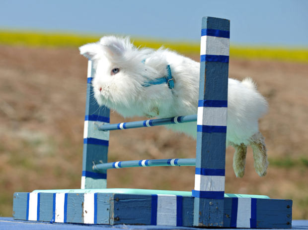 Ảnh đẹp động vật trong tuần ảnh 2 Cotton Candy the rabbit takes part in a show jumping event at the Kaninhop Club in the village of Jena, Germany. Competitors hop over a variety of different sized mini-jumps. The more jumps they clear the higher their score and there is also normally a time element. The sport of rabbit jumping was born in Scandinavia but has quickly become popular through much of Europe and America...