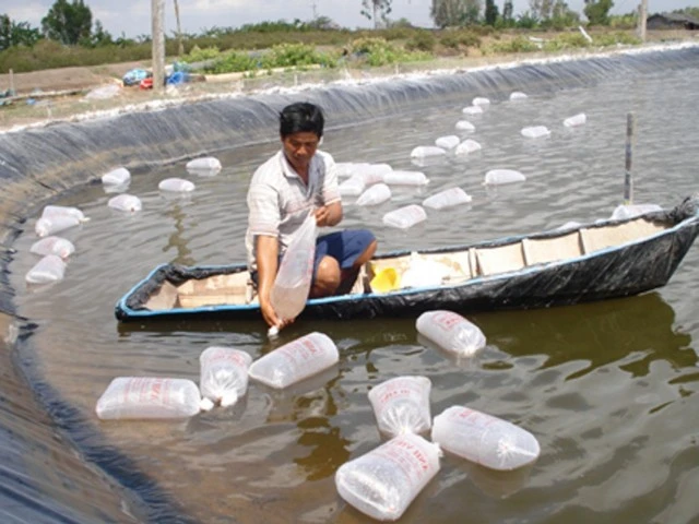 Giá tôm nguyên liệu quá cao – ngành tôm bất ổn