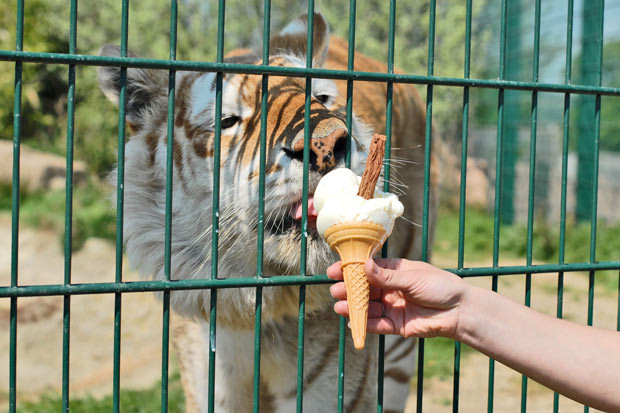 Ảnh đẹp động vật trong tuần ảnh 1 A tiger named Diamond enjoys an ice cream as zoo keepers try to keep him cool in sweltering temperature at the Isle of Wight Zoo