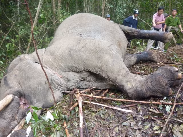 Khởi tố đối tượng bán ngà voi Beck khăm
