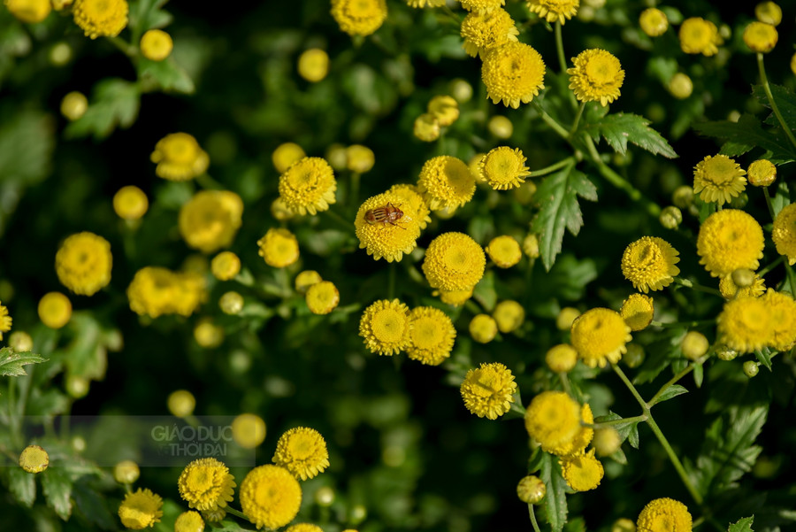 Tháng 12 về, những cánh đồng cúc chi nở vàng rực một vùng quê ảnh 11