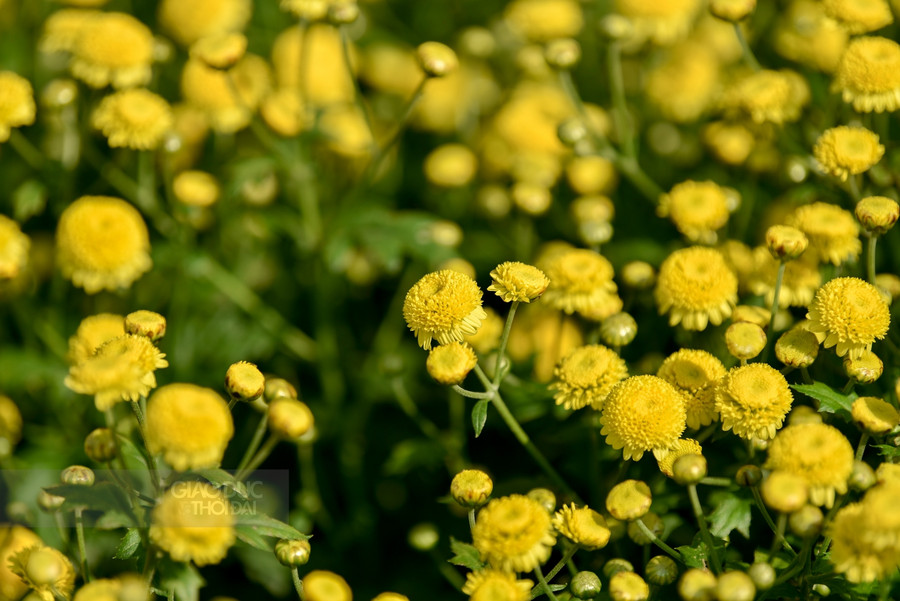 Tháng 12 về, những cánh đồng cúc chi nở vàng rực một vùng quê ảnh 4