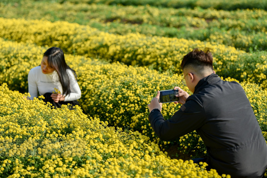 Nhiều bạn trẻ đi ngang qua đây đã phải dừng chân chụp lại những tấm hình bên vườn cúc chi.