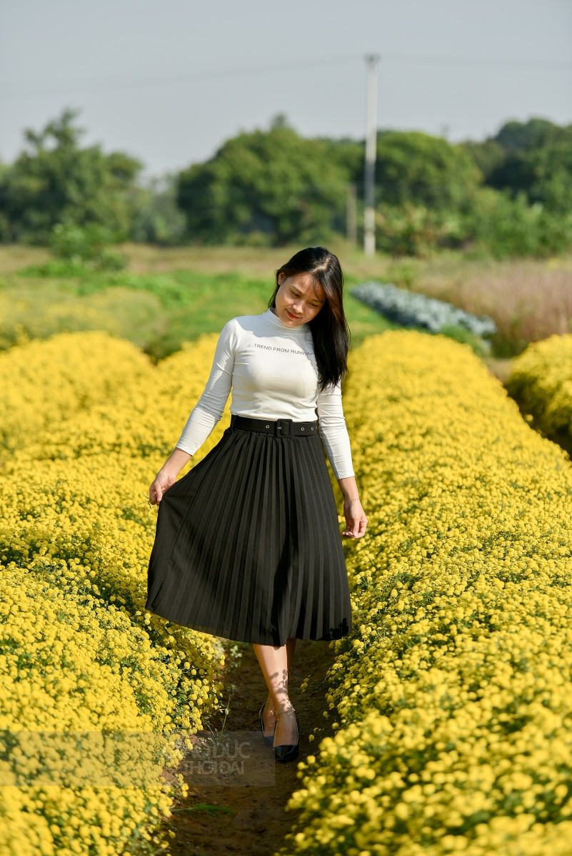 Những thảm hoa cúc chi màu vàng sẽ là một địa điểm checkin lý tưởng cho các bạn trẻ vào tháng 12.