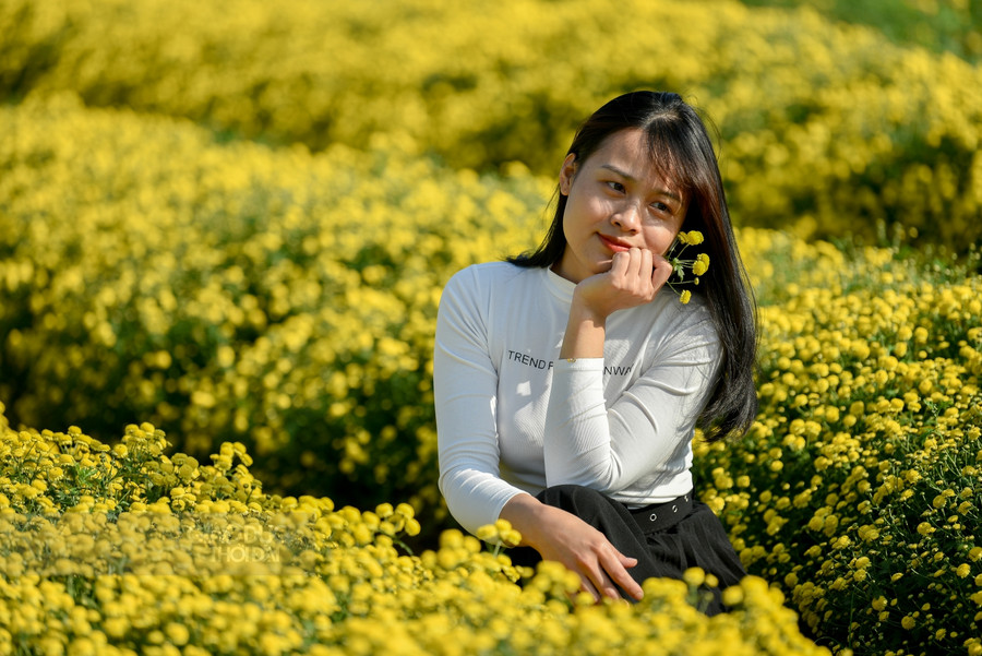 Tháng 12 về, những cánh đồng cúc chi nở vàng rực một vùng quê ảnh 7