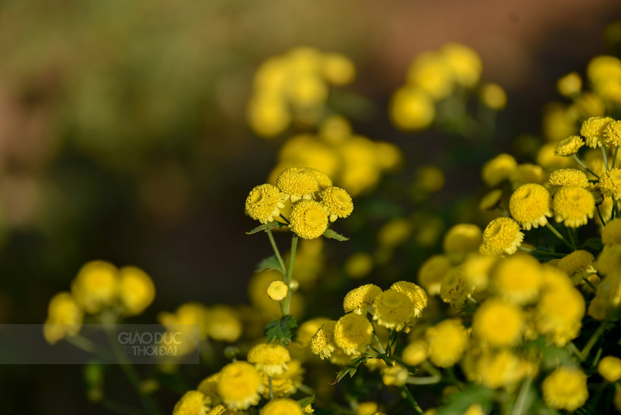 Theo người dân trồng cúc chi tại đây cho biết, vào khoảng hơn 1 tuần nữa mới đến vụ thu hoạch cúc chi. Năm nay số hộ trồng cúc chi không nhiều như những năm trước, sản lượng năm nay cũng sẽ ít hơn những năm trước.