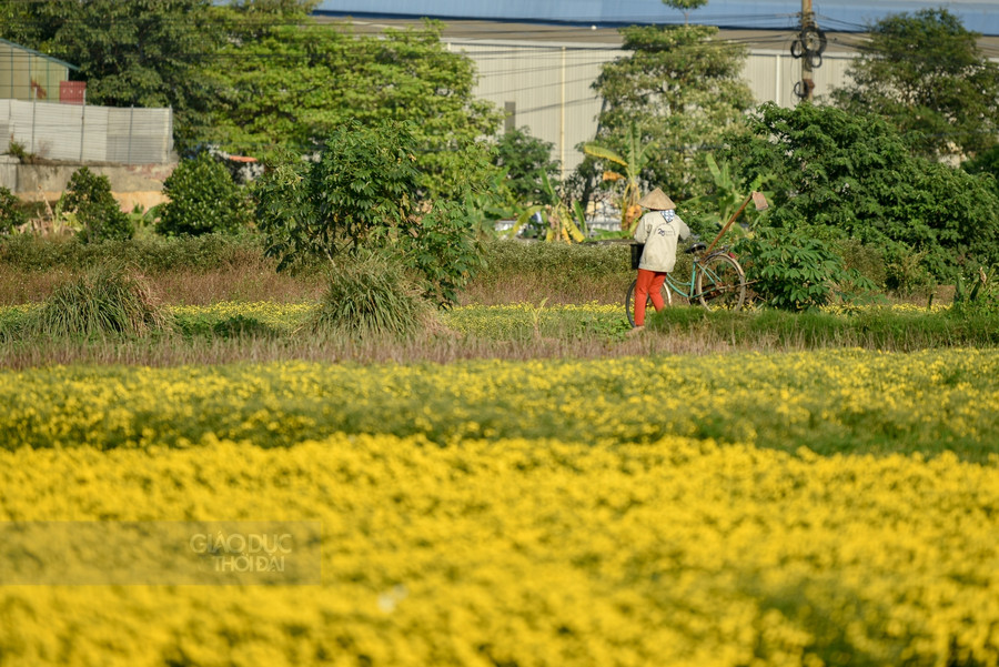 Nhìn từ xa tựa hồ một tấm chăn dát vàng trải dài ngút ngàn.