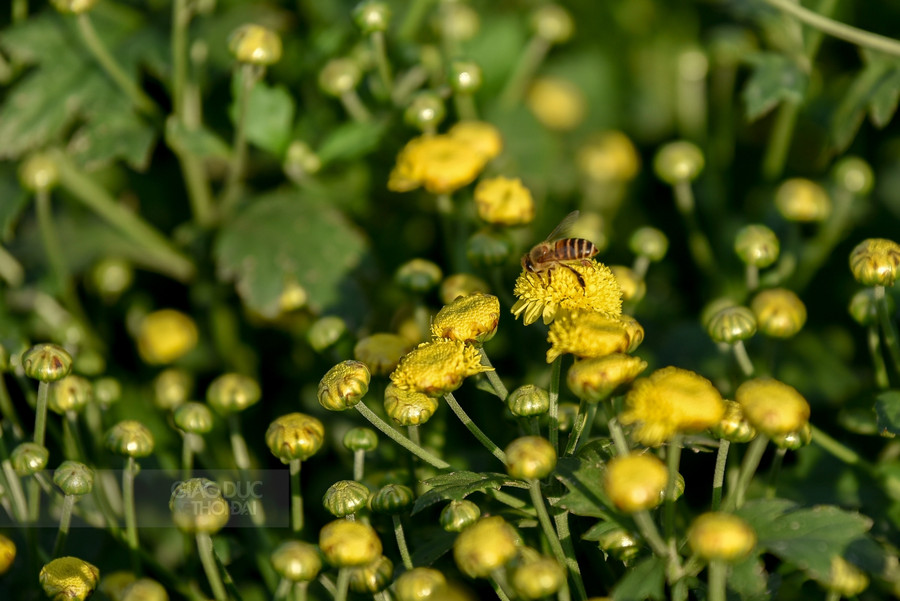 Những nụ cúc thấp thoáng trong sắc xanh của màu lá dần chuyển mình thành những chùm hoa tròn xoe.