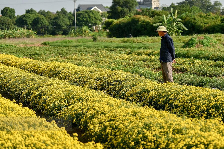Tháng 12 về, những cánh đồng cúc chi nở vàng rực một vùng quê ảnh 9