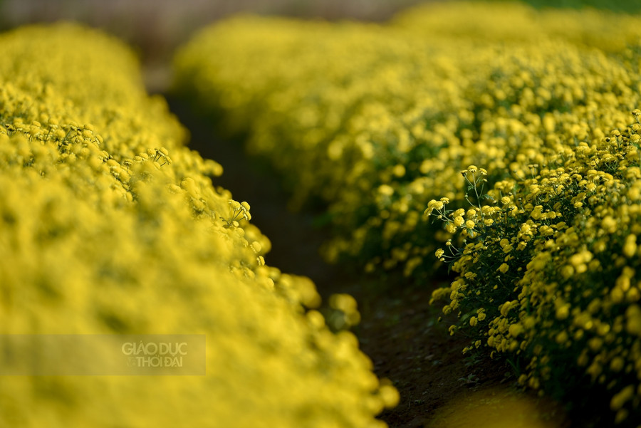 Tháng 12 về, những cánh đồng cúc chi nở vàng rực một vùng quê ảnh 3