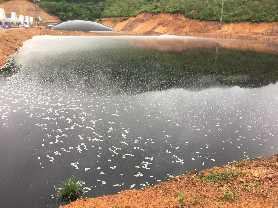 Nước thải chăn nuôi chảy thẳng ra hồ chứa lộ thiên không qua hệ thống xử lý Nước thải chăn nuôi chảy thẳng ra hồ chứa lộ thiên không qua hệ thống xử lý