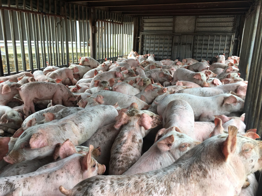 Lợn và dãy lán trại nuôi lợn tại công ty Lợn và dãy lán trại nuôi lợn tại công ty