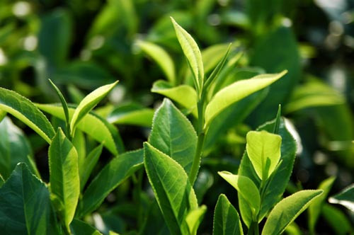 Thuốc hay từ lá chè xanh