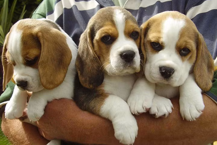 Chết cười với bộ mặt cực "nguy hiểm" của chó săn thỏ