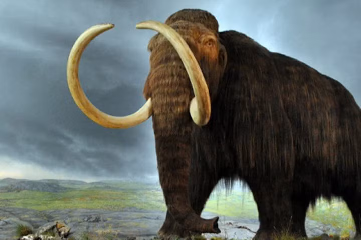 Đã biết tại sao những con voi ma mút cuối cùng bị chết