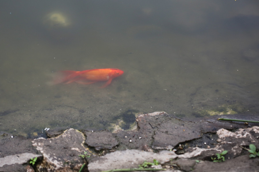 Người dân thả cá chép, thả luôn bát hương xuống hồ ngày ông Công ông Táo ảnh 4