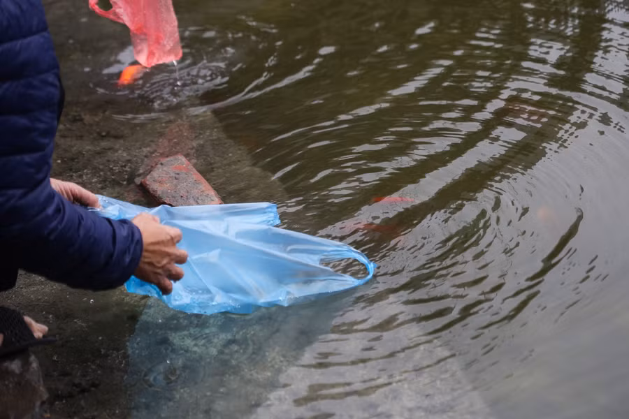 Người dân thả cá chép, thả luôn bát hương xuống hồ ngày ông Công ông Táo ảnh 7