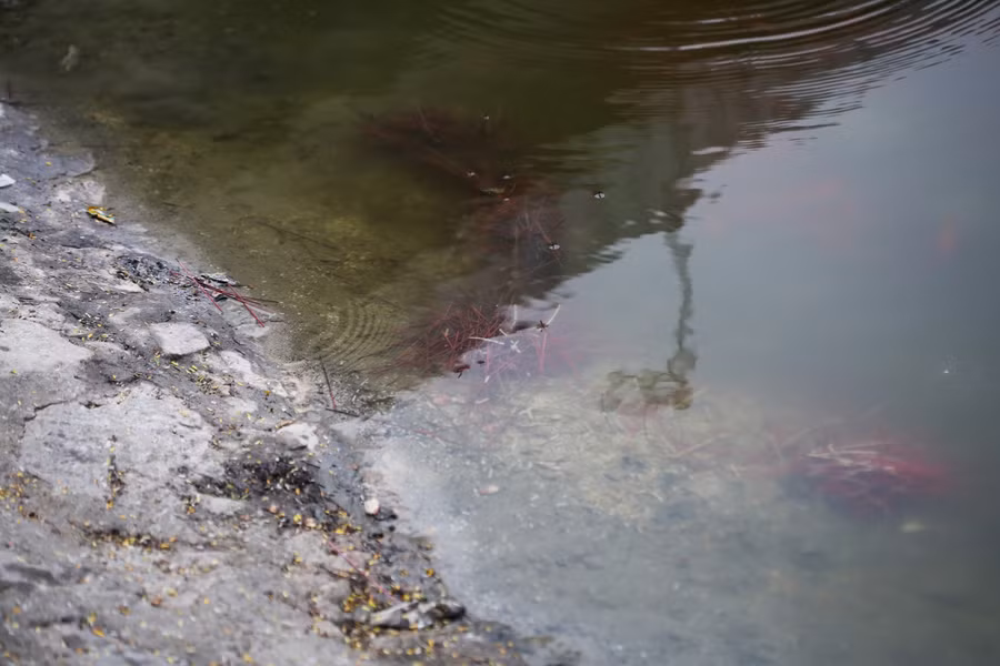 Người dân thả cá chép, thả luôn bát hương xuống hồ ngày ông Công ông Táo ảnh 9