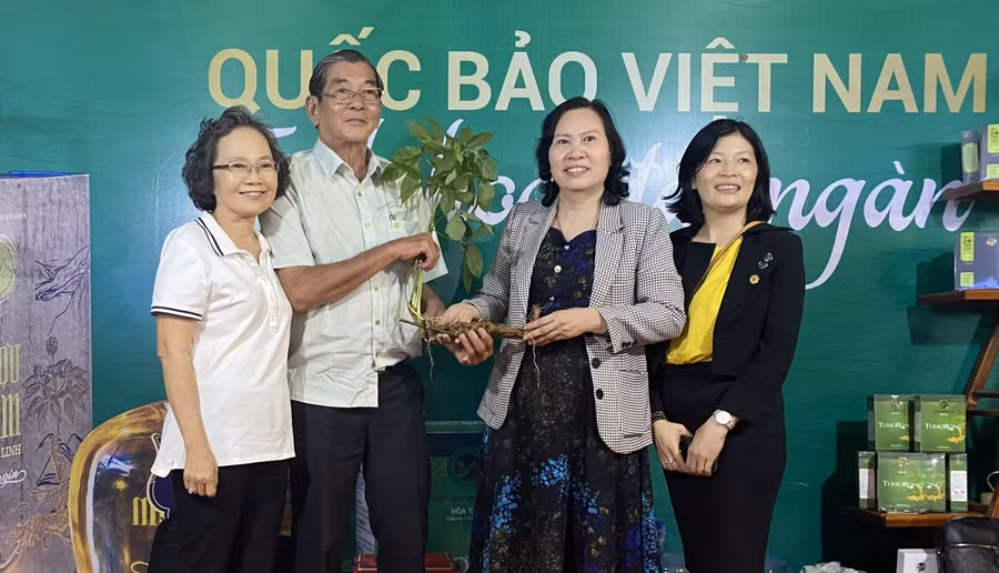 Công ty bàn giao củ sâm Ngọc Linh 50 năm tuổi cho khách hàng.